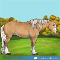 Horse Color:Silver Buckskin 