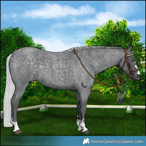 Horse Color:Silver Blue Chinchilla Roan 