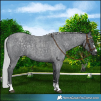 Horse Color:Silver Blue Chinchilla Roan 