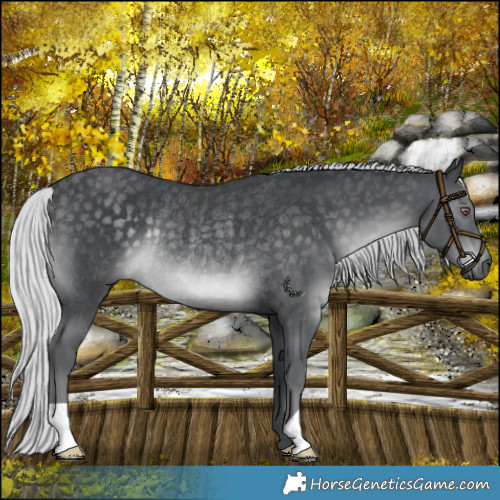 Horse Color:Silver Black Chinchilla Rabicano 