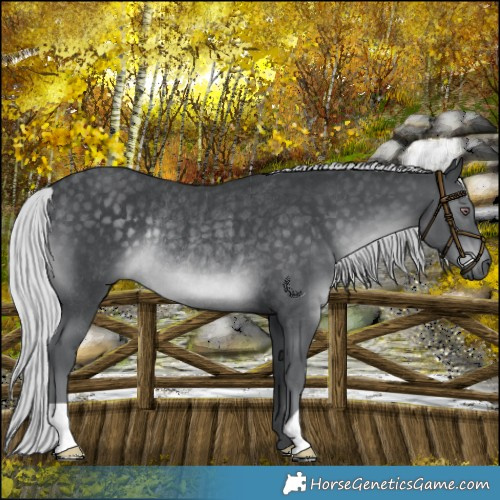 Horse Color:Silver Black Chinchilla Rabicano 