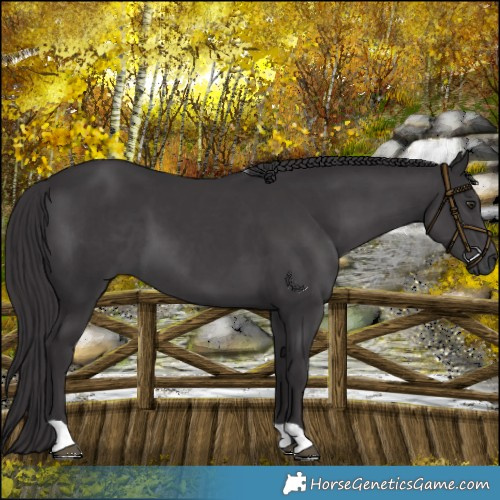 Horse Color:Smoky Black Chinchilla 