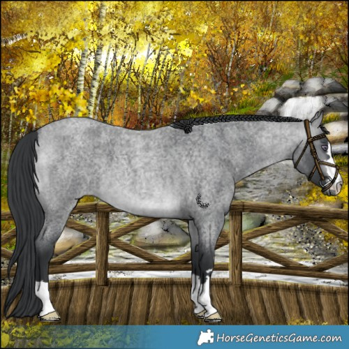 Horse Color:Platinum Brown Chinchilla Roan 