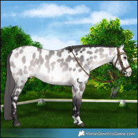 Horse Color:Platinum Buckskin Near Leopard