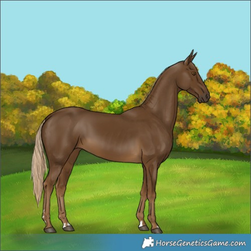 Horse Color:Chocolate Palomino 