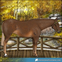 Horse Color:Chocolate Palomino 