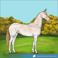 Horse Color:White Spotted Red Roan 