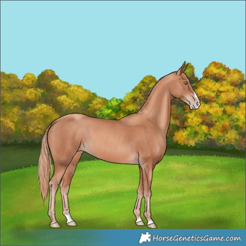 Horse Color:Gold Champagne Splash 