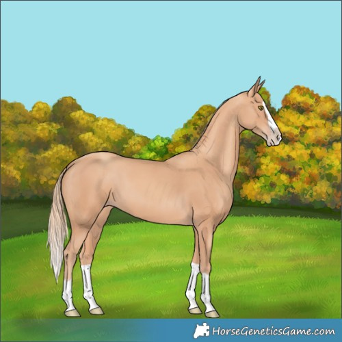 Horse Color:Gold Champagne Splash 