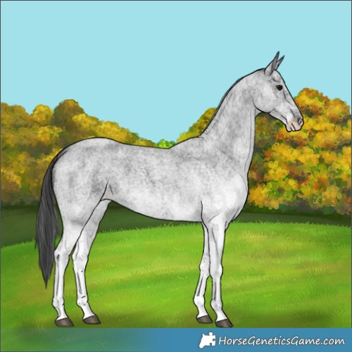 Horse Color:White Spotted Blue Roan 