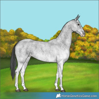 Horse Color:White Spotted Blue Roan 