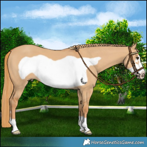 Horse Color:Red Dun Frame 