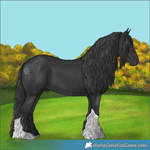 Horse Color:Black Tobiano 