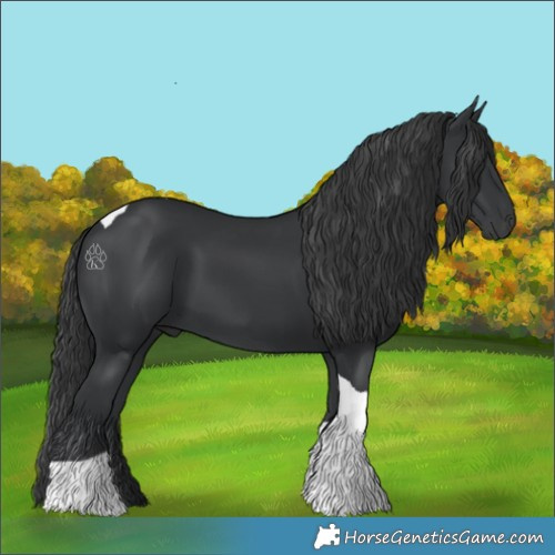 Horse Color:Black Tobiano 
