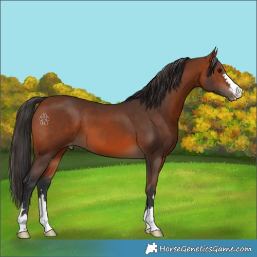 Horse Color:Bay Varnish