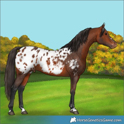 Horse Color:Bay Blanket 