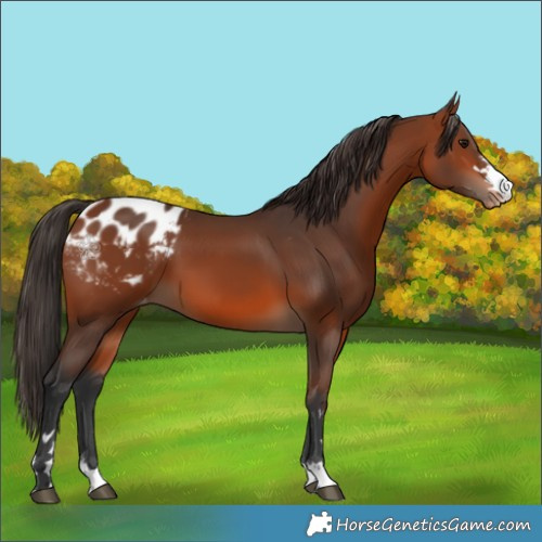 Horse Color:Bay Appaloosa