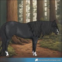Horse Color:Black 