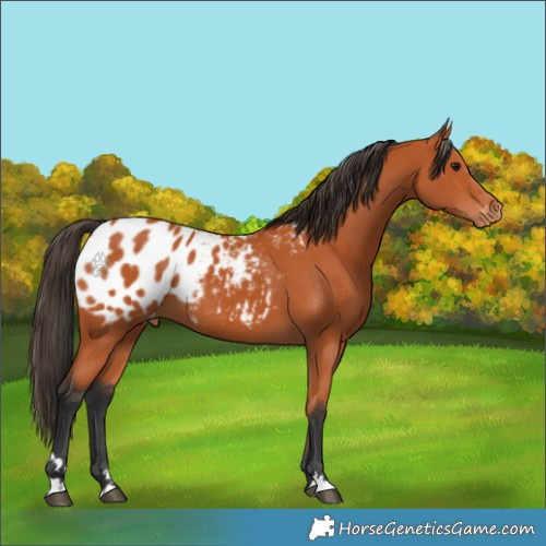 Horse Color:Bay Blanket