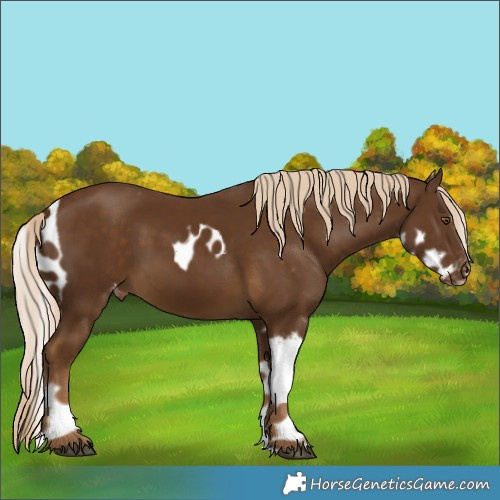 Horse Color:Chocolate Palomino Skewed Appaloosa 