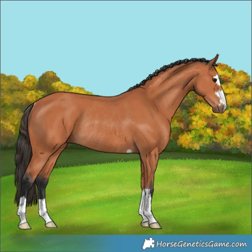 Horse Color:Bay Rabicano 