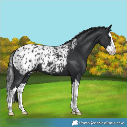 Horse Color:Black Splash Appaloosa 