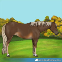 Horse Color:Chocolate Palomino 