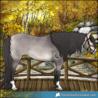 Horse Color:Platinum Buckskin