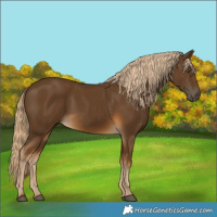 Horse Color:Chocolate Palomino 