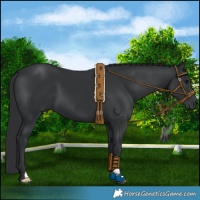 Horse Color:Black 