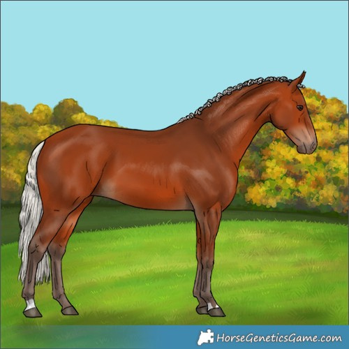 Horse Color:Silver Bay 