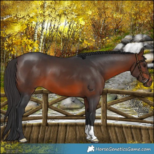 Horse Color:Brown 