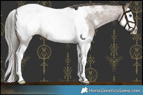 Horse Color:Liver Red Dun Roan Mushroom Splash Appaloosa Brindle 