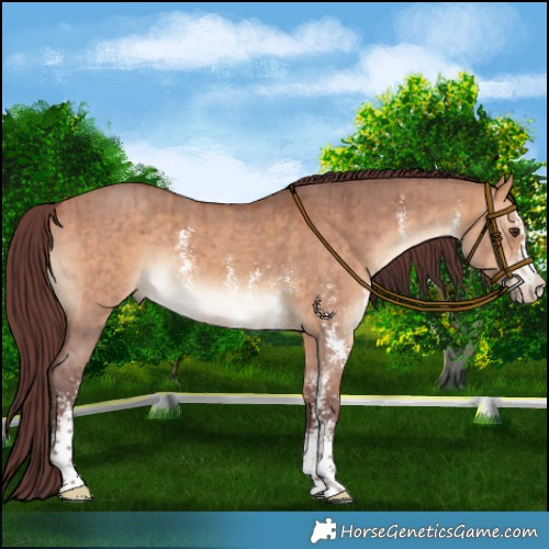 Horse Color:Chocolate Bay Dun Sabino Rabicano Brindle