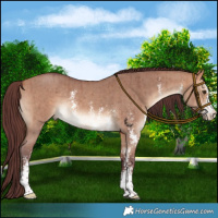 Horse Color:Chocolate Bay Dun Sabino Rabicano Brindle