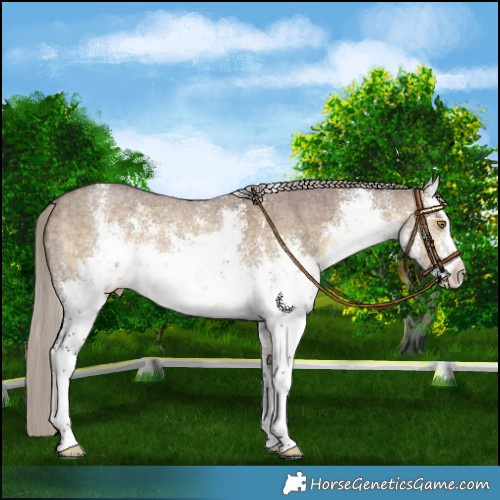 Horse Color:White Spotted Chocolate Silver Buckskin Dun Sabino Rabicano Brindle