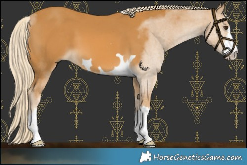 Horse Color:Palomino 