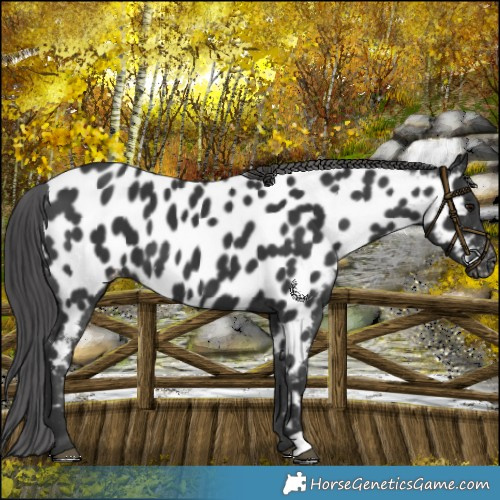 Horse Color:Black Near Leopard