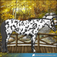 Horse Color:Black Near Leopard 