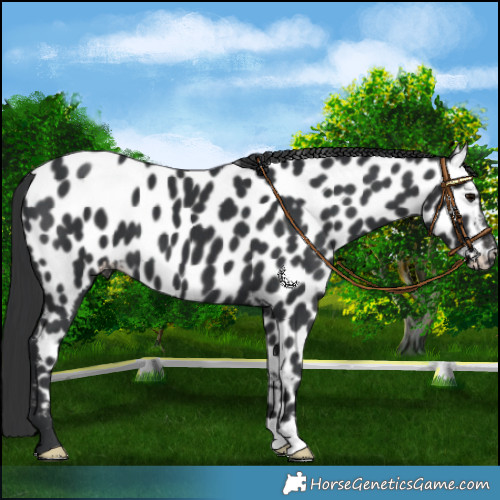 Horse Color:Black Appaloosa