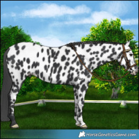 Horse Color:Black Near Leopard 
