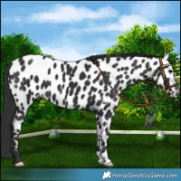 Horse Color:Black Appaloosa 