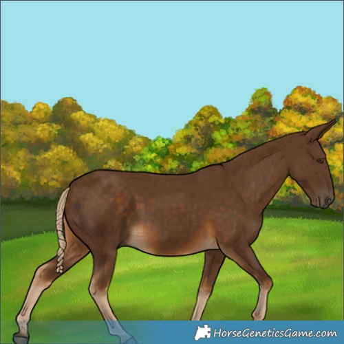 Horse Color:Chocolate Palomino 