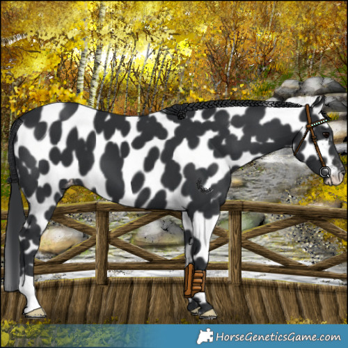 Horse Color:Black Appaloosa 