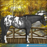 Horse Color:Black Near Leopard Rabicano 