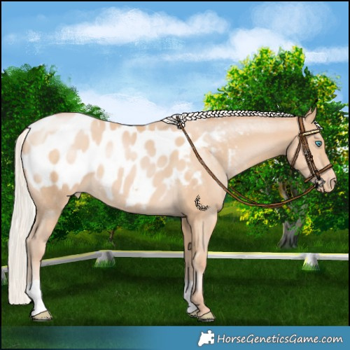 Horse Color:Chocolate Silver Buckskin Pearl Blanket 