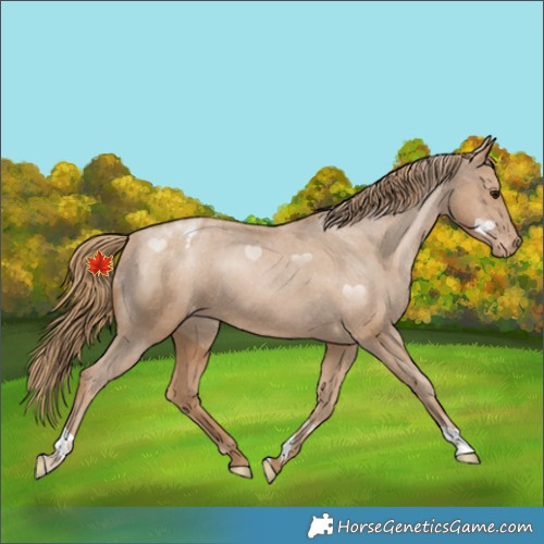 Horse Color:Black Pearl Appaloosa 
