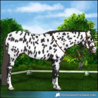 Horse Color:Smoky Black Near Leopard