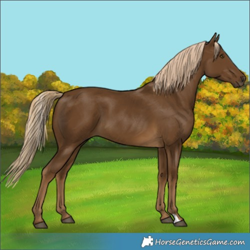 Horse Color:Chocolate Palomino