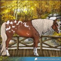 Horse Color:Chestnut Blanket